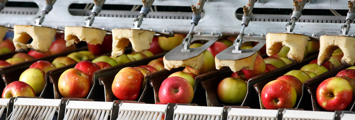 Apples being washed on a conveyer belt. Bundle organic certification with food safety audits for your operation.