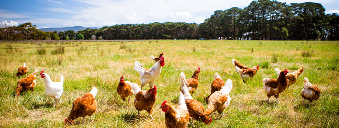 Chickens grazing in a field. Livestock raised without antibiotics can be certified through QAI/NSF’s standard.