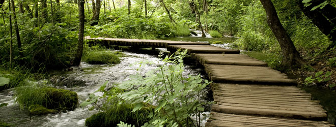 Forest boardwalk; QAI can lead you through the steps of organic certification.