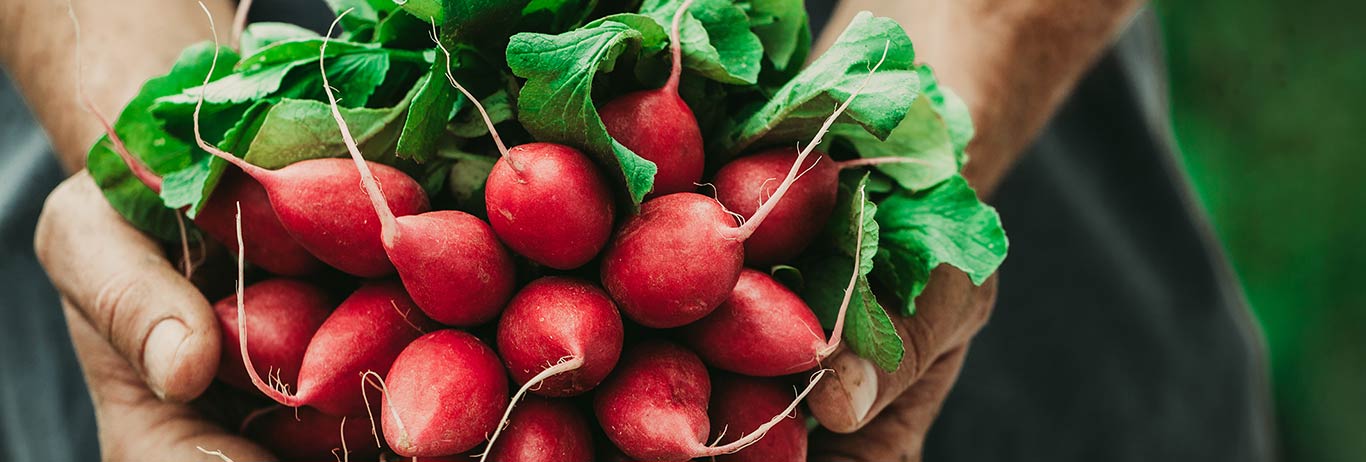 Organic radishes held in a farmer’s hands.