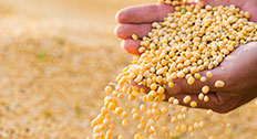 Soybean seeds in hands of farmer