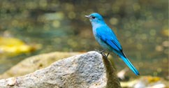 Bird standing on a rock.