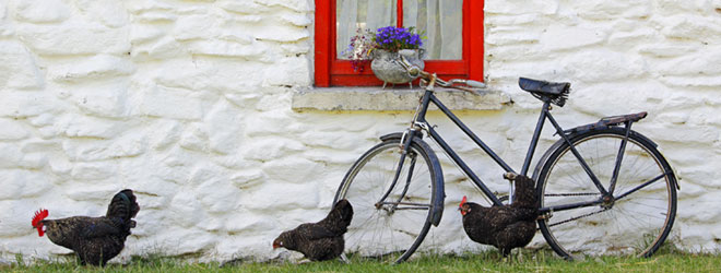 Organic chickens free-ranging on a European farm.