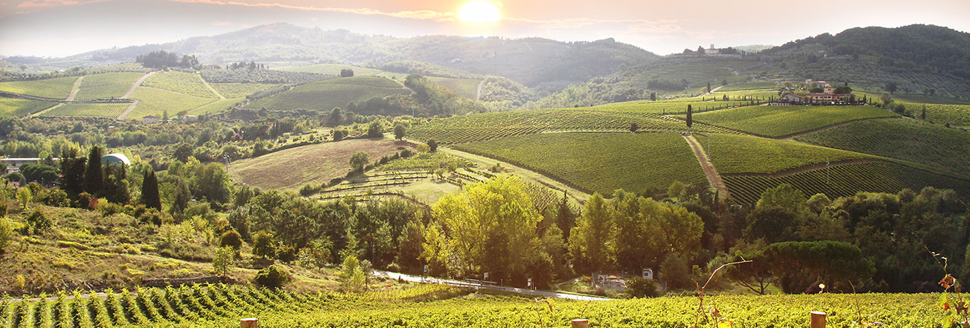 View of vineyards at sunset; organic certification by QAI helps protect the environment.