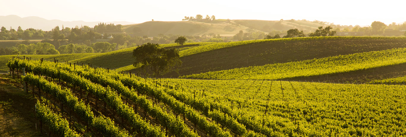 Organic grapes growing on rolling hills.