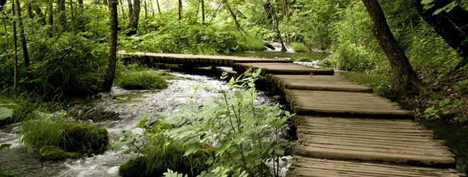 Paseo en el bosque.  QAI puede llevarle a través de los pasos para obtener la certificación en orgánicos.