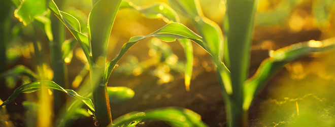 Corn growing in a field. QAI provides bundling services of organic and non-GMO certification.