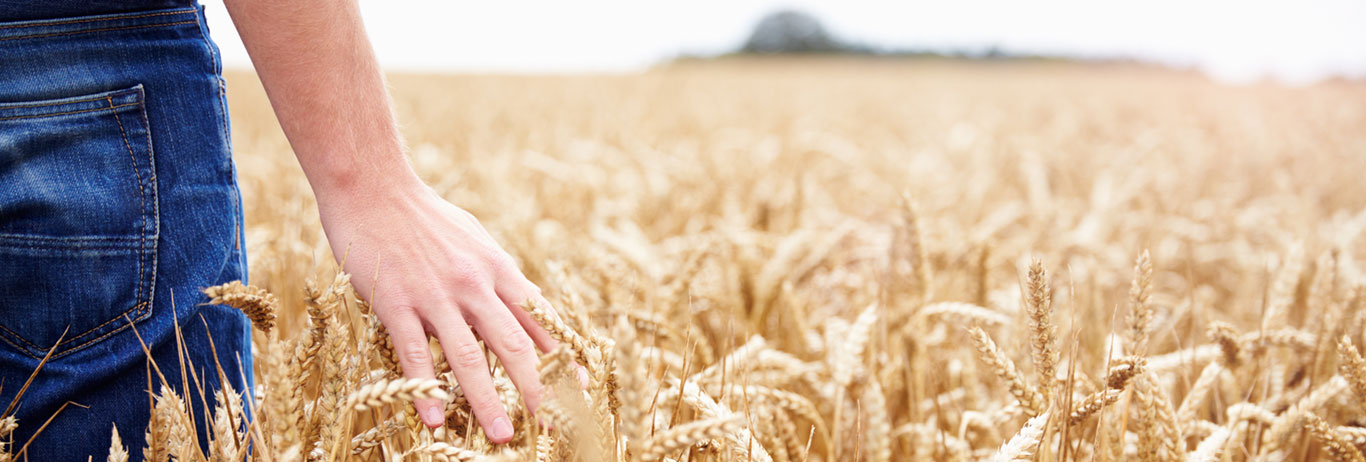 A farmer walks through a QAI Certified Transitional wheat field.