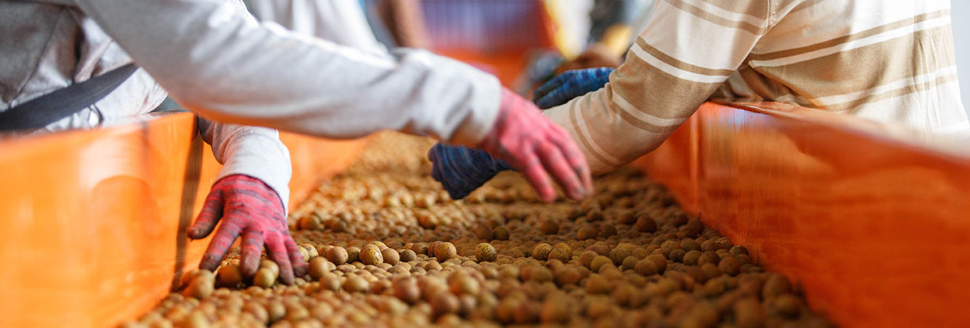 Workers sort fruit.