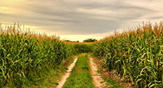 Cornfield in the summer landscape