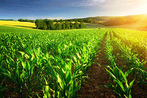 Crops in field