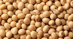 Soybeans close up