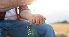 Farmer Pouring Grain