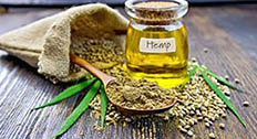 Hemp plant, seeds, and oil