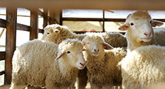 Group of sheep in farm
