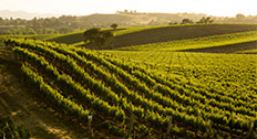 Grapevines on Vineyard Hillside